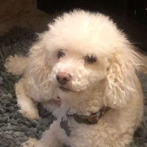 Meet your Posher, Crystal